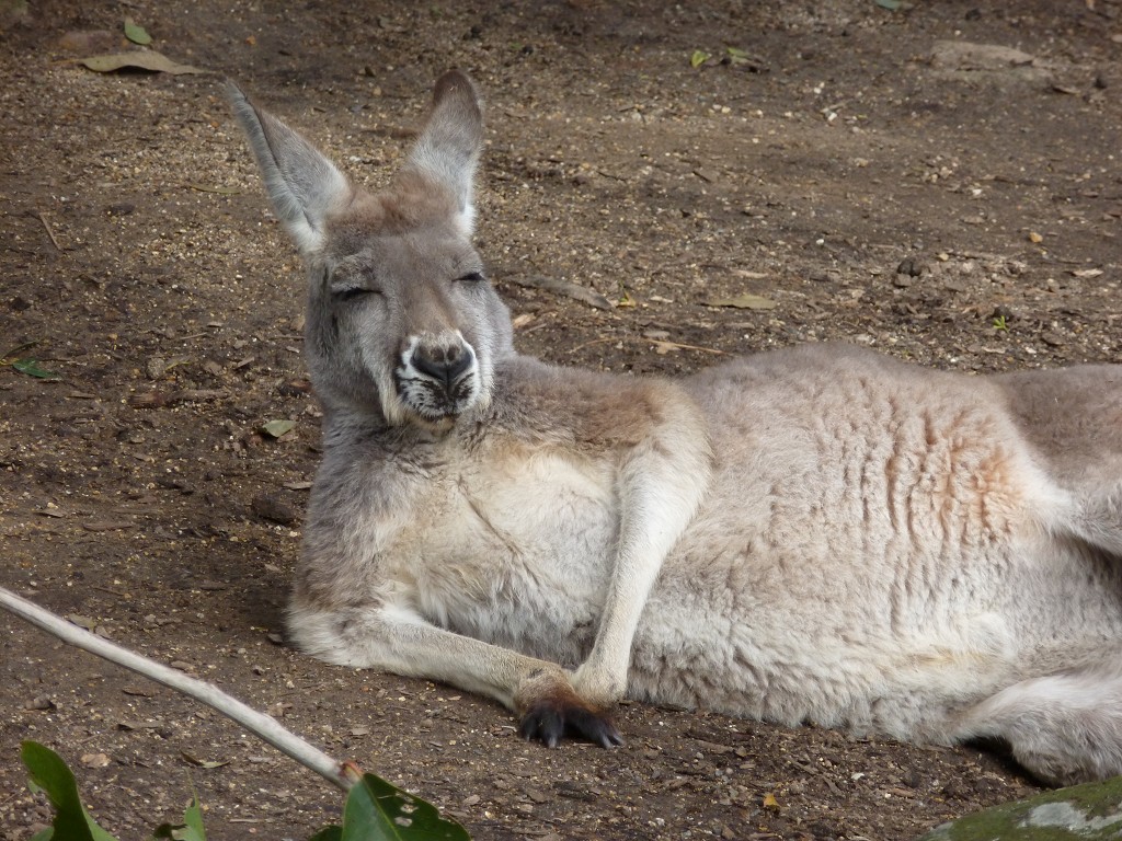 Chiller-Kangaroo