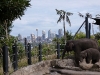 Elefanten mit View